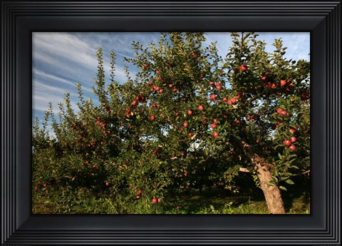 Framed Apple Orchard Streaked Sky Print