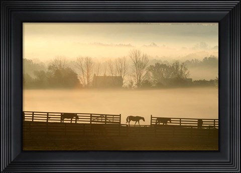 Framed Blue Chip Horse Farm Golden Morning Print