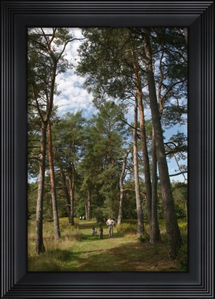 Framed Pine Path Vertical Print