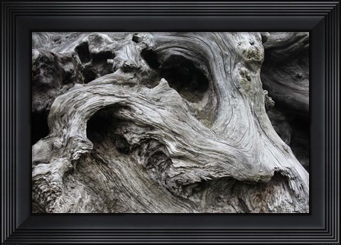 Framed Redwood Root Driftwood Print