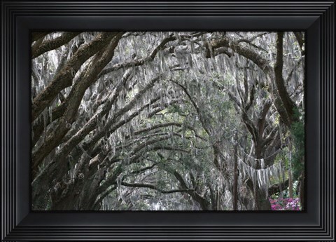 Framed Spainish Moss Live Oak Arch Print