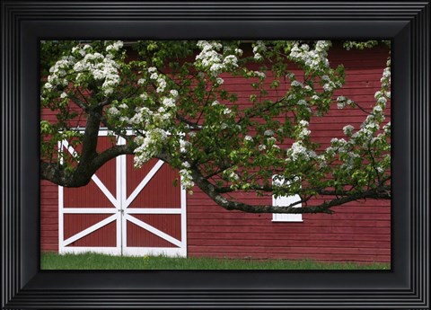 Framed Spring Blossoms Red Barn Print