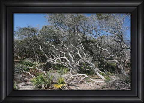 Framed Windblown Shore Trees Print