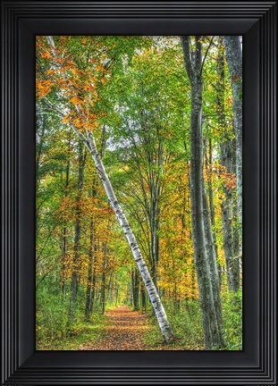 Framed Birch Over The Trail Print