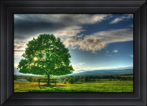 Framed Blue Chip Sunset Tree Print