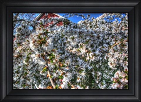 Framed Cherry Blossom Barn Print