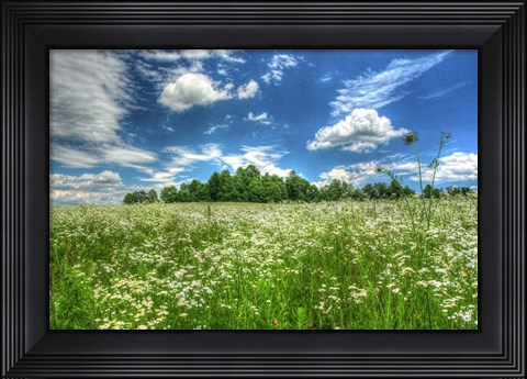 Framed Daisy Sky Print