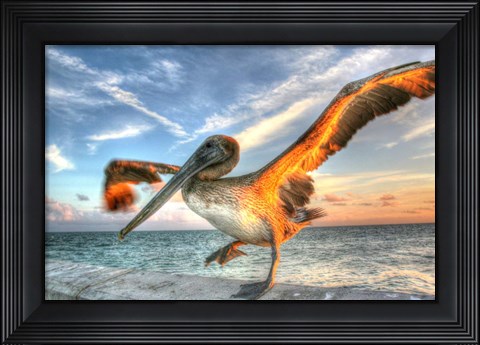 Framed Dancing Pelican Print