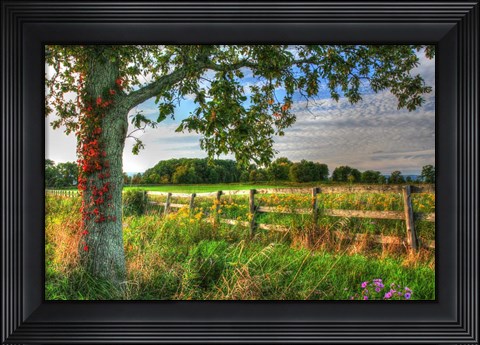 Framed Fence And Tree Print