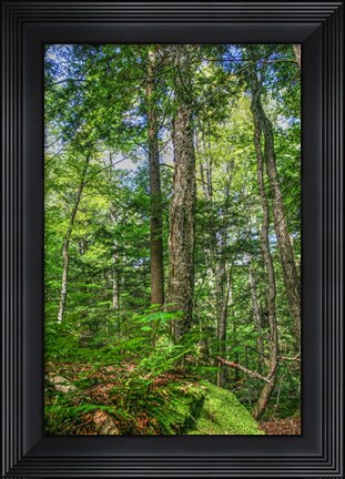 Framed Forest Vertical Print