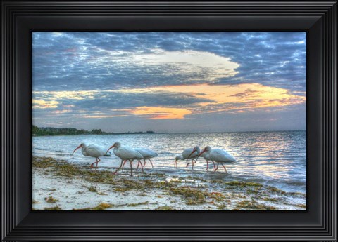 Framed Ibis At Sunrise Print