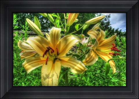Framed June Lilies Print