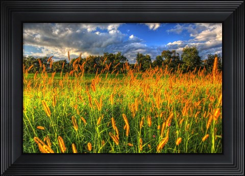 Framed Late Summer Grass Print
