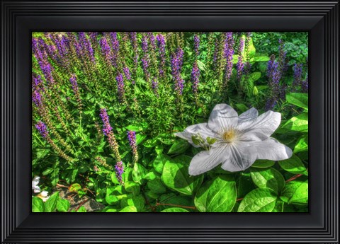 Framed Lilypad Print