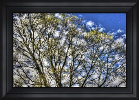 Framed May Buds And Sky Print