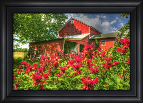 Framed Monarda And Red Barn Print