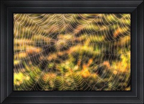 Framed Morning Web Print