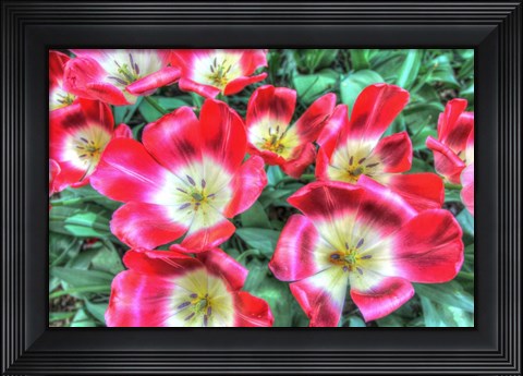 Framed Open Poppies Print