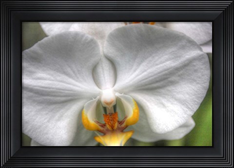 Framed Orchid Detail Print