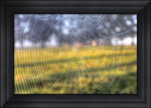 Framed Paddock Web Print