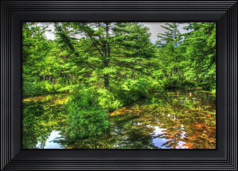 Framed Pine Pond Reflection Print