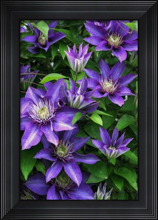Framed Purple Flowers Print