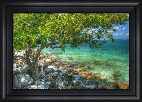 Framed Rocky Shore Tree Print