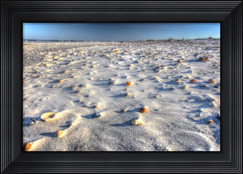 Framed Sea Shells And Sand Print