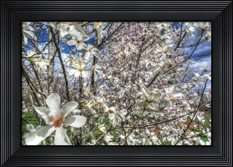Framed Spring Blossoms Print