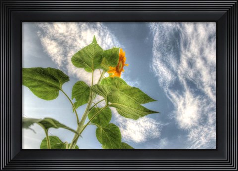 Framed Sunflower Sky Print