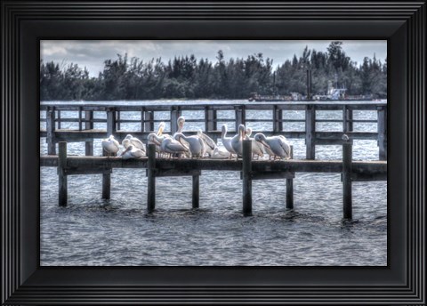 Framed White Pelicans And Piers Print