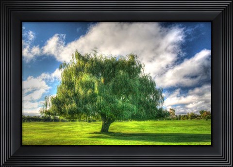 Framed 1,000 Islands Tree Print
