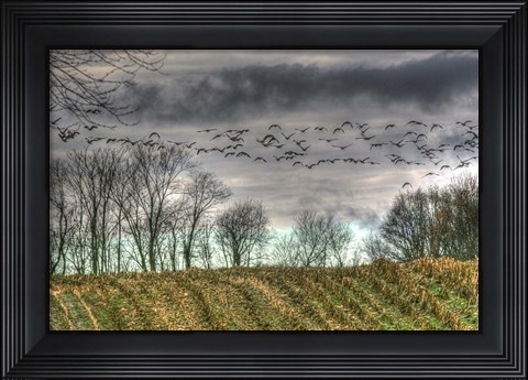 Framed Autumn Grey Sky And Geese Print