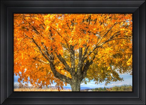 Framed Autumn Yellow Tree And Gunks Print