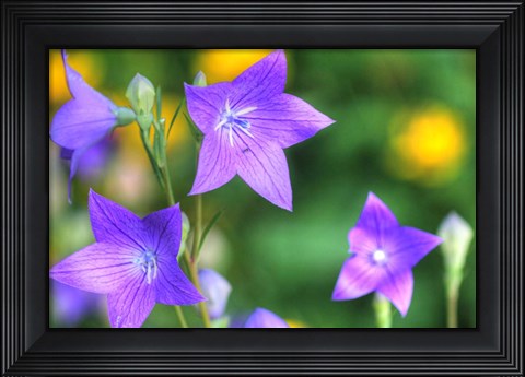 Framed Balloon Flowers Print