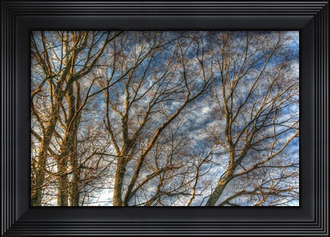 Framed Bare Branches 1 Print