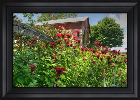 Framed Barn And Minarda 2 Print