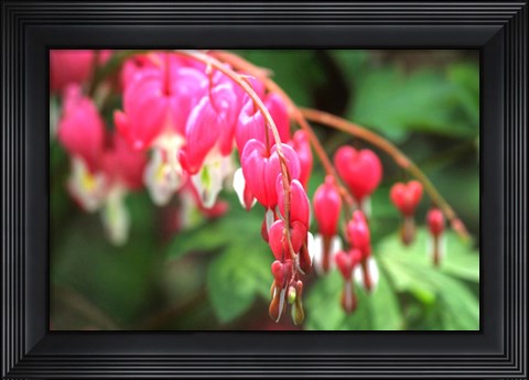 Framed Bleeding Hearts 1 Print