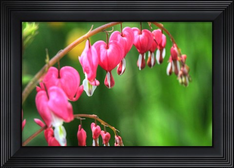 Framed Bleeding Hearts 2 Print
