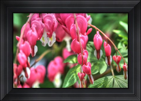 Framed Bleeding Hearts 3 Print