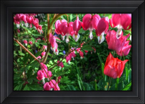 Framed Bleeding Hearts 4 Print