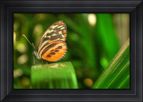 Framed Butterfly 1 Print