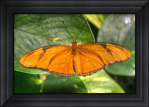 Framed Butterfly 2 Print