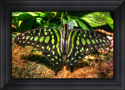 Framed Butterfly 3 Print