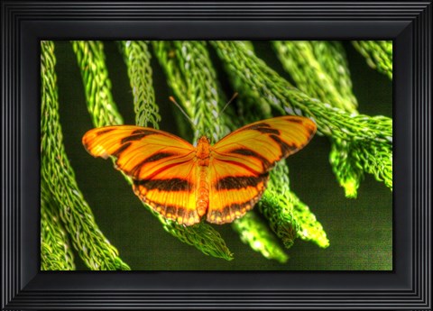 Framed Butterfly 4 Print