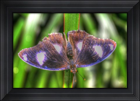 Framed Butterfly 5 Print