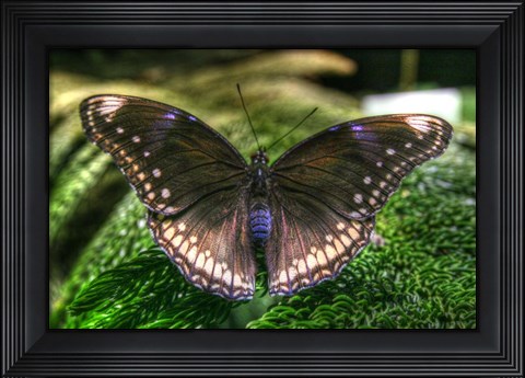 Framed Butterfly 6 Print
