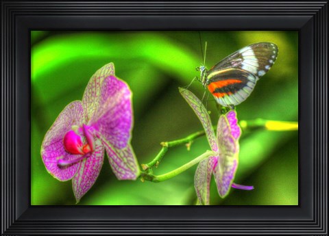Framed Butterfly 7 Print