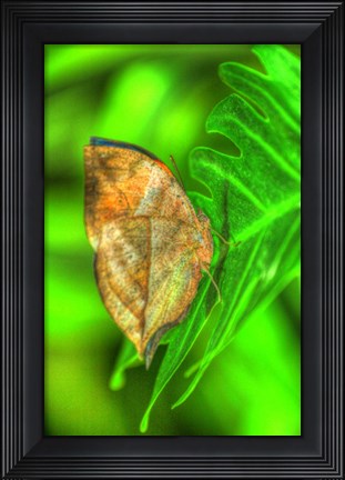 Framed Butterfly 8 Print