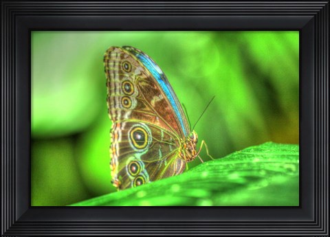 Framed Butterfly 9 Print